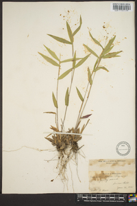 Panicum commutatum image