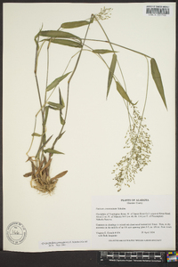 Panicum commutatum image