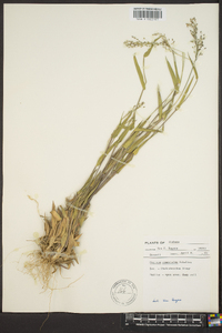 Panicum commutatum image