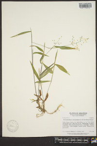 Panicum commutatum image