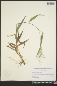 Panicum commutatum image