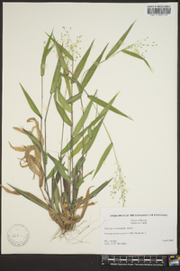 Panicum commutatum image