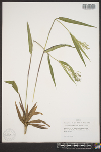 Panicum commutatum image