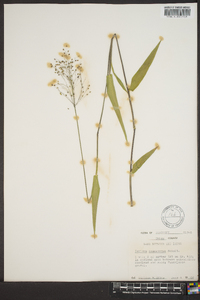 Panicum commutatum image