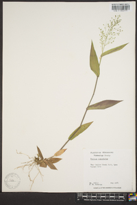 Panicum commutatum image