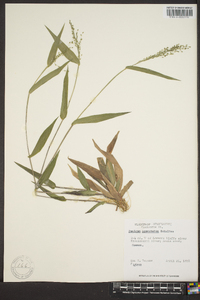 Panicum commutatum image