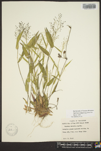 Panicum commutatum image