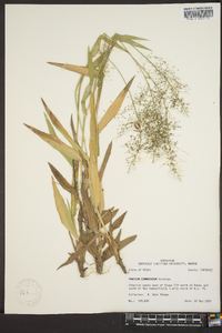 Panicum commutatum image