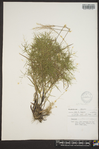 Panicum commutatum image