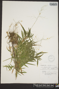 Panicum commutatum image