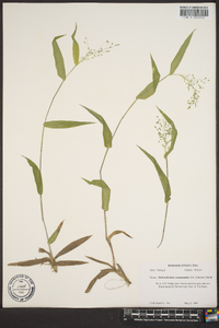 Panicum commutatum image