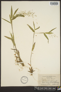 Panicum ashei image