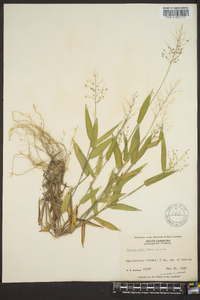 Panicum commutatum image