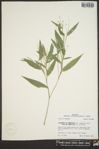 Panicum commutatum image