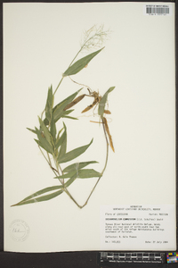 Panicum commutatum image