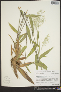 Panicum commutatum image