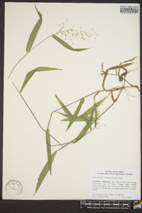 Panicum commutatum image