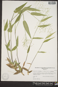 Panicum commutatum image