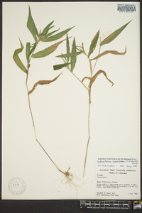 Panicum commutatum image