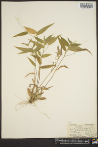 Panicum commutatum image