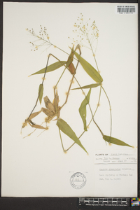 Panicum commutatum image