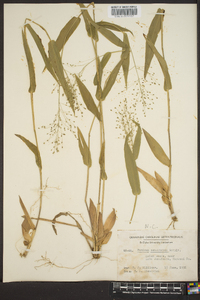 Panicum commutatum image