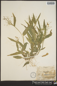 Panicum commutatum image