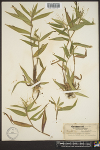 Panicum commutatum image