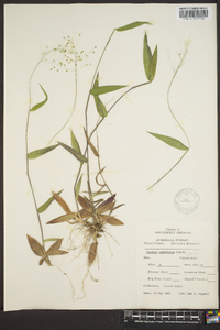 Panicum commutatum image