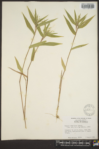 Panicum commutatum image