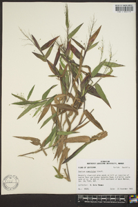 Panicum commutatum image