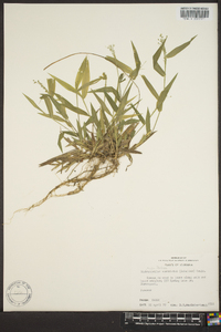 Panicum commutatum image