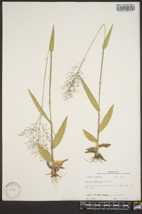 Panicum commutatum image