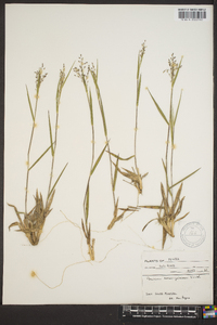 Panicum consanguineum image