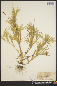 Panicum consanguineum image