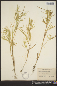 Panicum consanguineum image