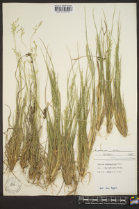 Panicum depauperatum image