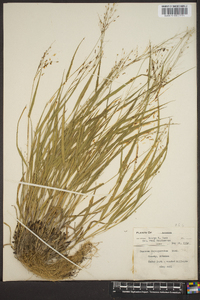 Panicum depauperatum image