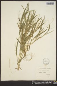 Panicum depauperatum image