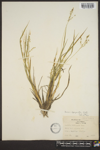 Panicum depauperatum image