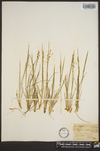 Panicum depauperatum image