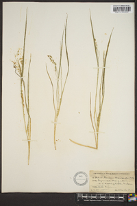 Panicum depauperatum image