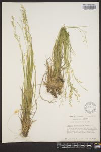 Panicum depauperatum image