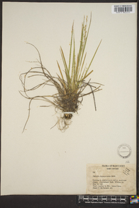 Panicum depauperatum image