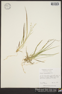 Panicum depauperatum image