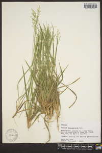 Panicum depauperatum image