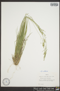 Panicum depauperatum image