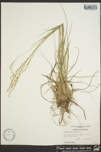 Panicum depauperatum image