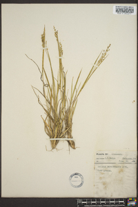 Panicum depauperatum image