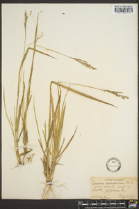 Panicum depauperatum image